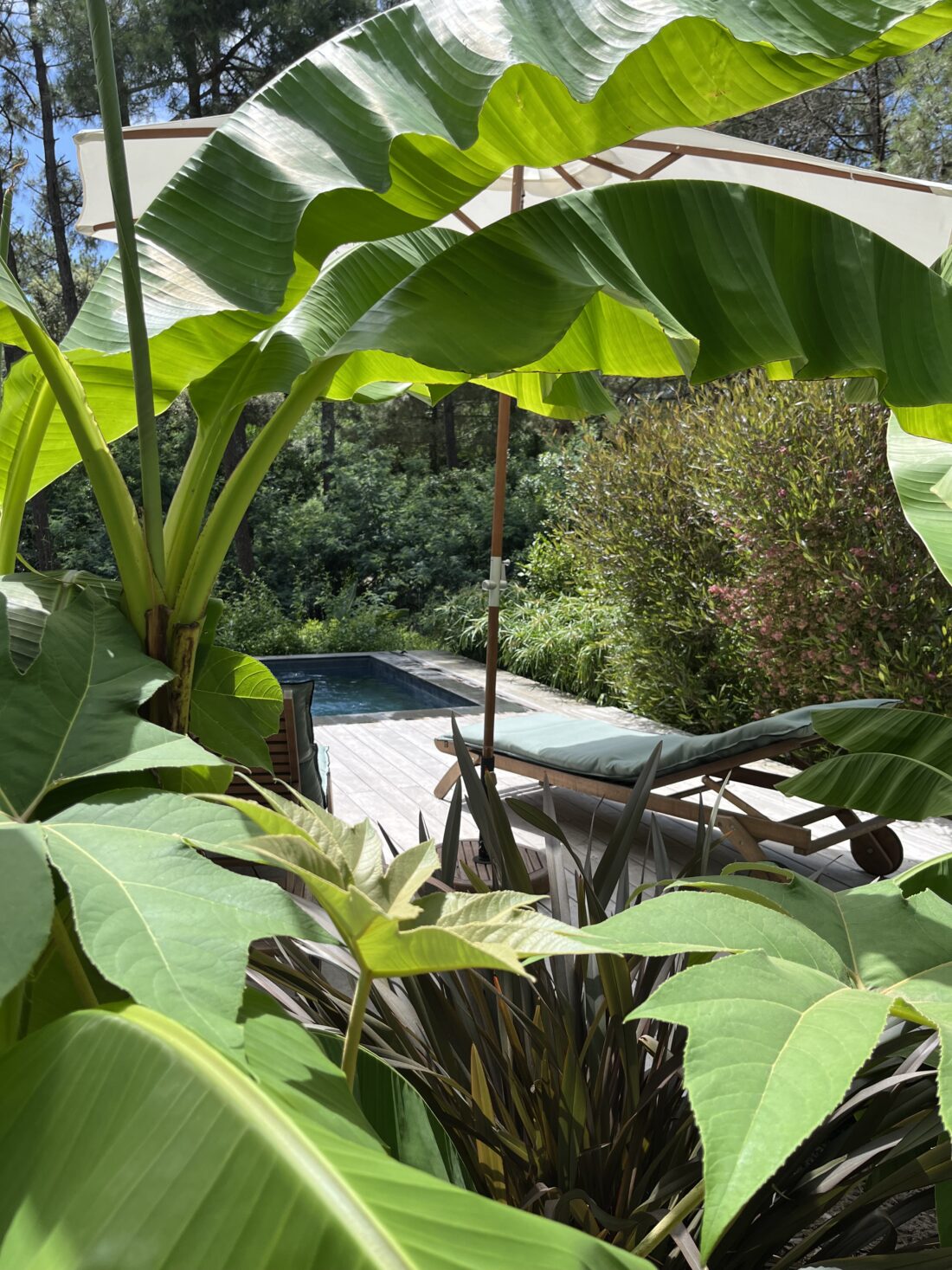 Jardin exotique Cap Ferret paysagiste Olivia Bochet