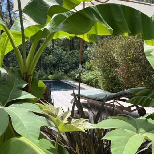 Jardin exotique Cap Ferret paysagiste Olivia Bochet