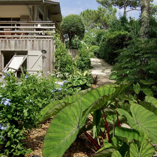 Jardin exotique Cap Ferret paysagiste Olivia Bochet