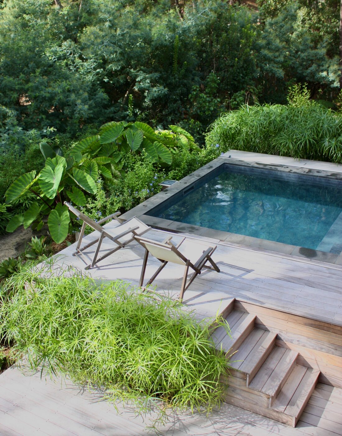 Piscine jardin exotique Cap Ferret Olivia Bochet